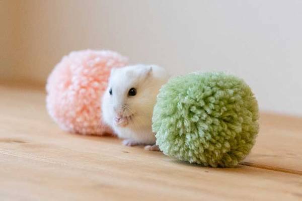 三色団子になるハムスター　とらえた４枚がかわいすぎると話題に！