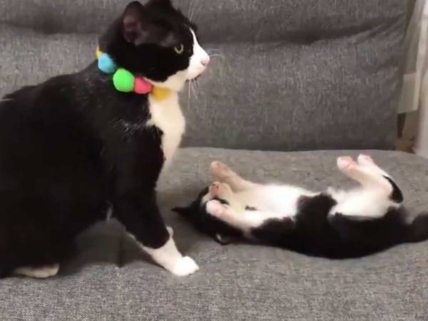 テンションが高い子猫に、お姉さん猫が？　「さすが先輩」「かっこいい！」