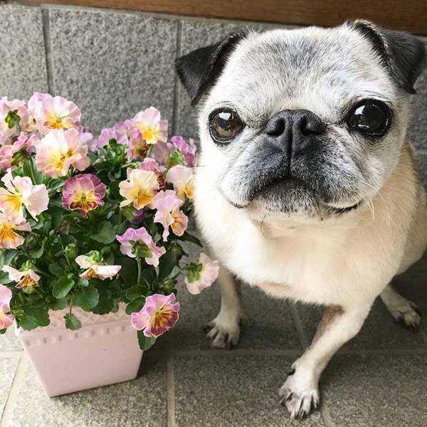 「なんでそんな目を…」　少女漫画っぽい犬をうつした『１枚』に、吹き出す！