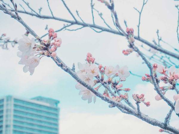 かわいい！月もお花見する『ふわふわの春』