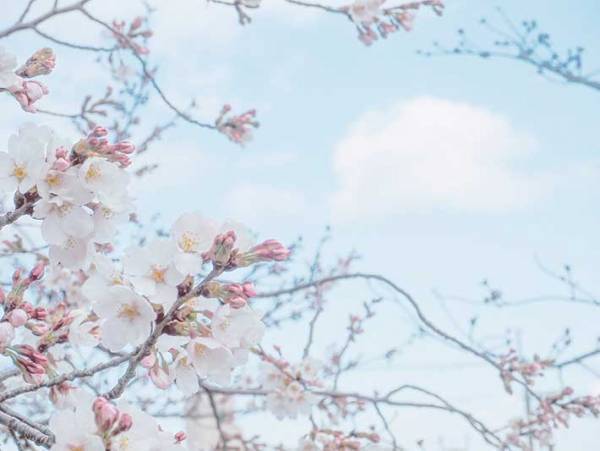 かわいい！月もお花見する『ふわふわの春』