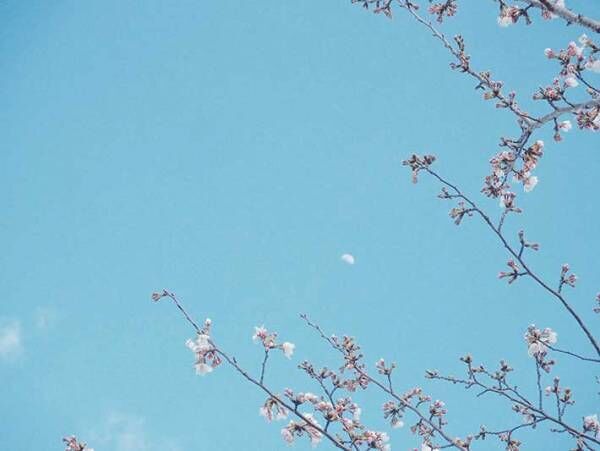 かわいい！月もお花見する『ふわふわの春』
