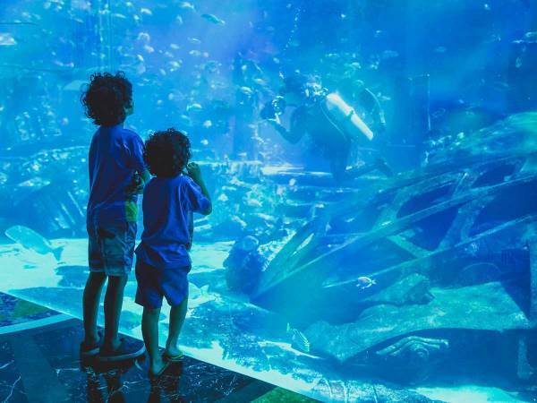 水槽の中に桜がやって来た！『キンギョハナダイ』がお花見