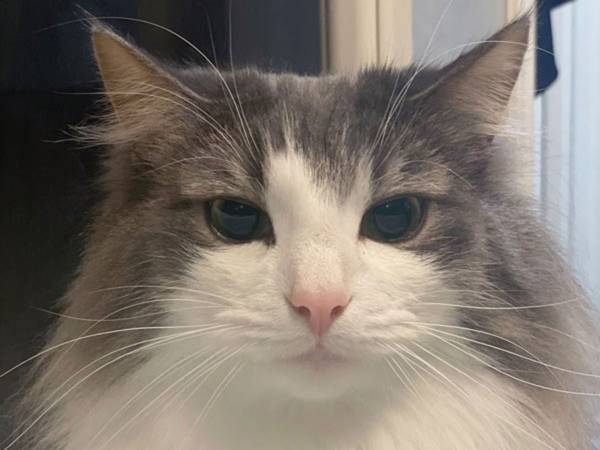 猫の表情ビフォーアフター　飼い主の『ひと声』で、ここまで変わるとは！