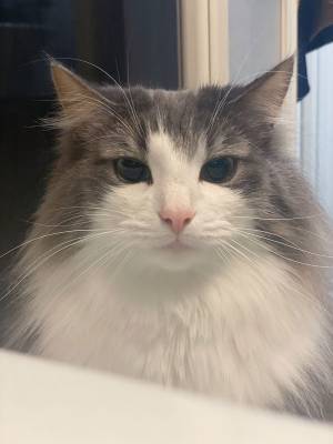 猫の表情ビフォーアフター　飼い主の『ひと声』で、ここまで変わるとは！