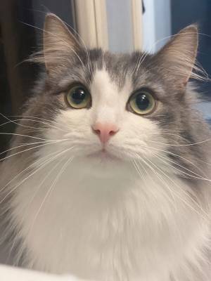 猫の表情ビフォーアフター　飼い主の『ひと声』で、ここまで変わるとは！