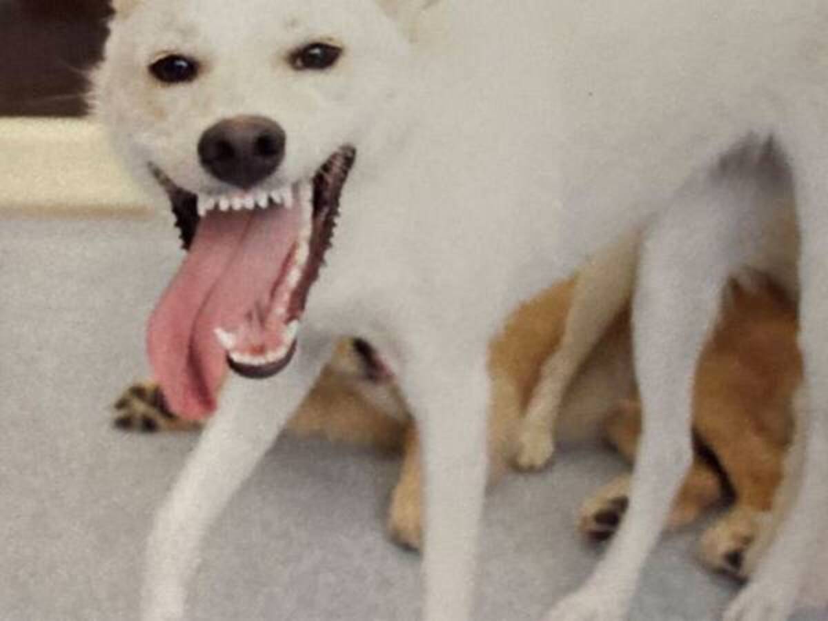 犬が遊びすぎた結果 楽しさにじみ出る表情に 飼い主 妖怪みたい 21年4月7日 ウーマンエキサイト