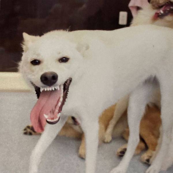 犬が遊びすぎた結果…？　楽しさにじみ出る表情に、飼い主「妖怪みたい」