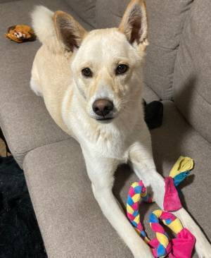 犬が遊びすぎた結果…？　楽しさにじみ出る表情に、飼い主「妖怪みたい」