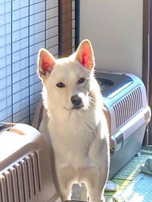 犬が遊びすぎた結果…？　楽しさにじみ出る表情に、飼い主「妖怪みたい」