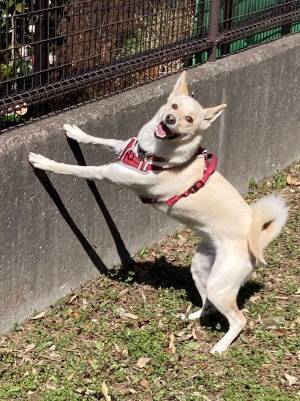 犬が遊びすぎた結果…？　楽しさにじみ出る表情に、飼い主「妖怪みたい」