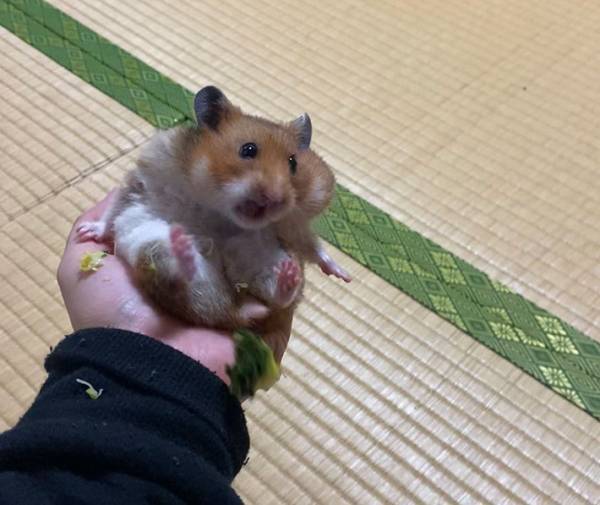 大好きなブロッコリーを落としたハムスターが…？　「１００点満点の反応」「癒された」
