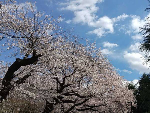 今年で最後の老桜に「みんなを楽しませてくれてありがとう」