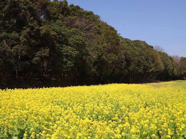 ビビッドな春！約５万本の“黄色い絨毯”が圧巻！
