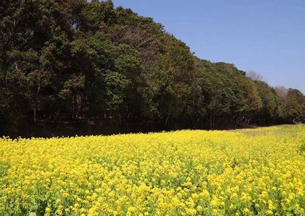 ビビッドな春！約５万本の“黄色い絨毯”が圧巻！
