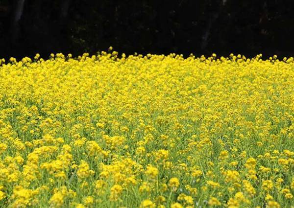 ビビッドな春！約５万本の“黄色い絨毯”が圧巻！