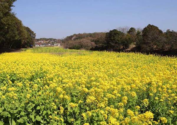 ビビッドな春！約５万本の“黄色い絨毯”が圧巻！