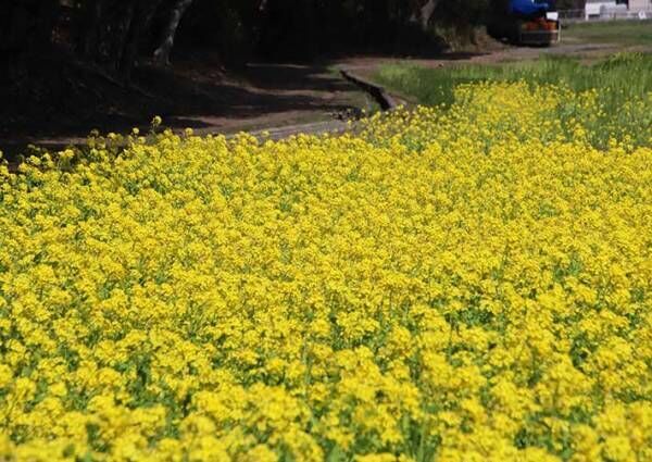 ビビッドな春！約５万本の“黄色い絨毯”が圧巻！