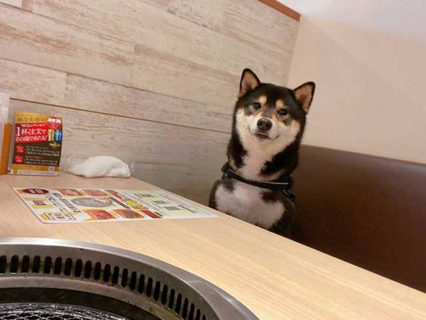 柴犬を『犬OKの焼肉店』に連れて行くと？　反応に、笑いがこみ上げる