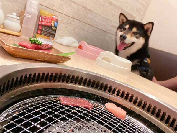 柴犬を『犬OKの焼肉店』に連れて行くと？　反応に、笑いがこみ上げる