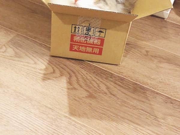 『箱にすっぽり収まった猫』に反響　「ジャストフィット」「これは最高の１枚」