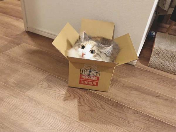 『箱にすっぽり収まった猫』に反響　「ジャストフィット」「これは最高の１枚」