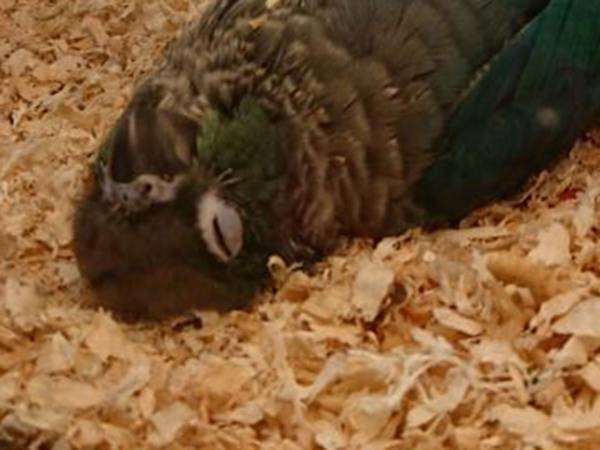 「もっと鳥らしく寝てくれ」　ウロコインコの寝相が心臓に悪い！