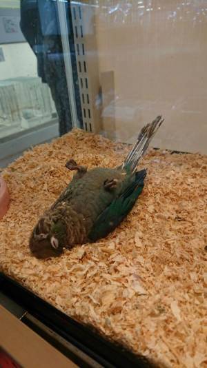 「もっと鳥らしく寝てくれ」　ウロコインコの寝相が心臓に悪い！