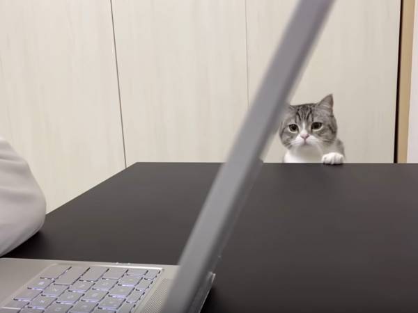 猫動画を見ている飼い主に嫉妬した愛猫、とった行動に反響