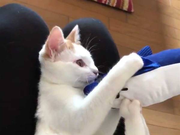 ぬいぐるみをもらった子猫　次の瞬間、ものすごい勢いで…？