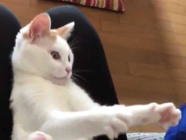 ぬいぐるみをもらった子猫　次の瞬間、ものすごい勢いで…？