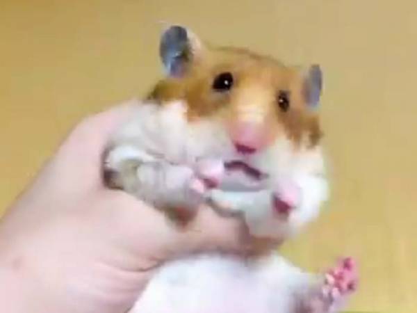 夢中でキャベツを食べていたハムスター　まさかの展開に「笑った」「最高の反応」