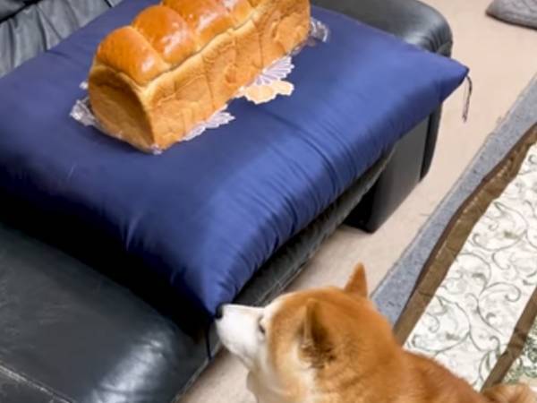 柴犬ではなく食パンを撫でてみたら…？　その反応がこちら