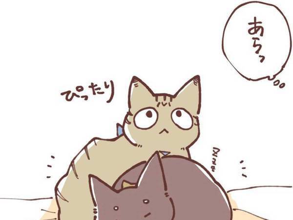 妹猫が大好きだった兄猫が、避けるようになり…　「ラストに胸がギュっとなる」