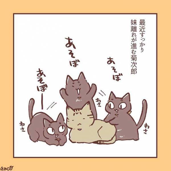 妹猫が大好きだった兄猫が、避けるようになり…　「ラストに胸がギュっとなる」