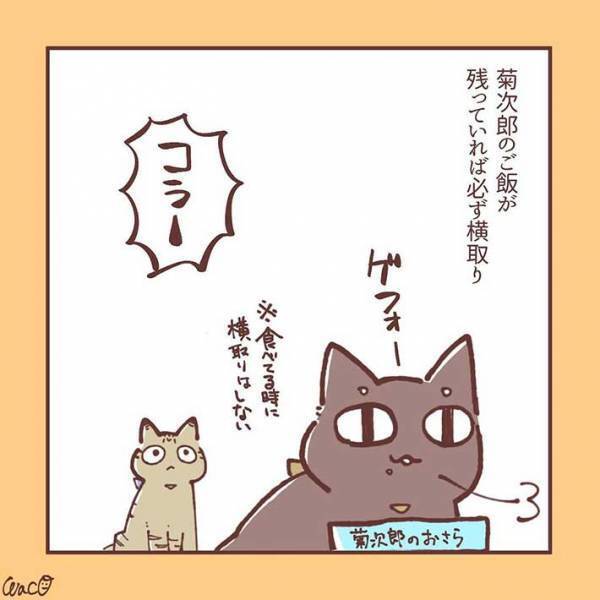 妹猫が大好きだった兄猫が、避けるようになり…　「ラストに胸がギュっとなる」