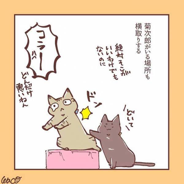 妹猫が大好きだった兄猫が、避けるようになり…　「ラストに胸がギュっとなる」