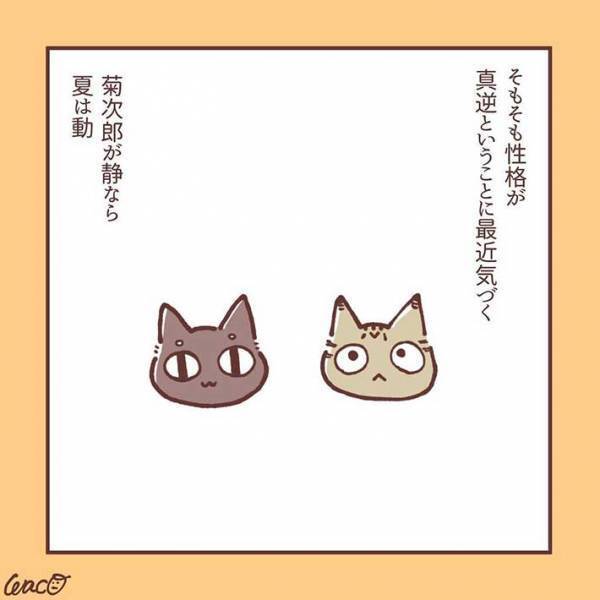 妹猫が大好きだった兄猫が、避けるようになり…　「ラストに胸がギュっとなる」