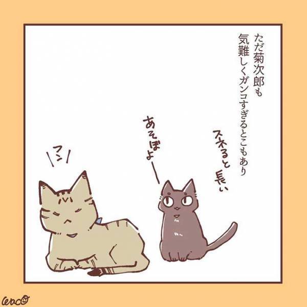 妹猫が大好きだった兄猫が、避けるようになり…　「ラストに胸がギュっとなる」