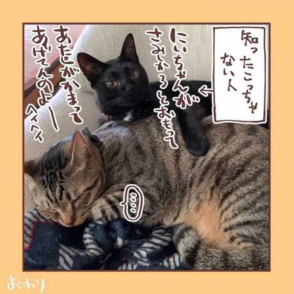 妹猫が大好きだった兄猫が、避けるようになり…　「ラストに胸がギュっとなる」