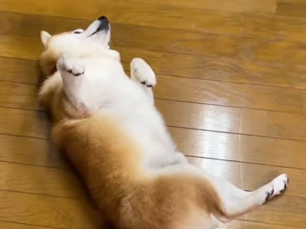 「なでて～」　床に転がってアピールをする柴犬、しばらく様子を見てみると？