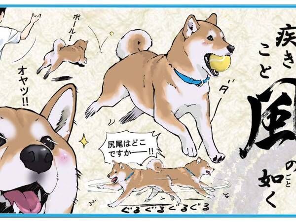 とくと見よ、これが柴犬の『風林火山』だ！　「あるある」「的を射ている…！」