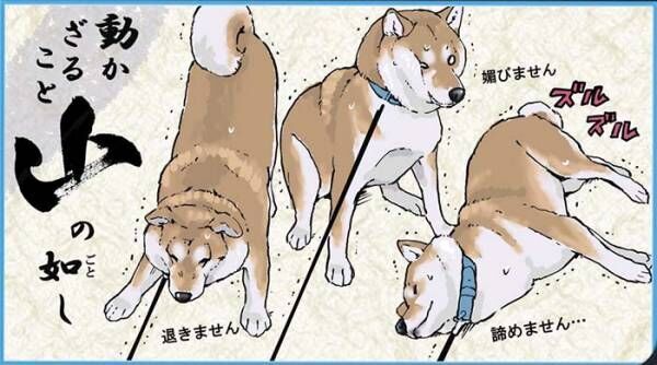 とくと見よ、これが柴犬の『風林火山』だ！　「あるある」「的を射ている…！」