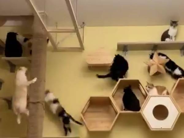 「ずっと見ていられる」　インターホンが鳴ると猫が一斉にとった行動とは