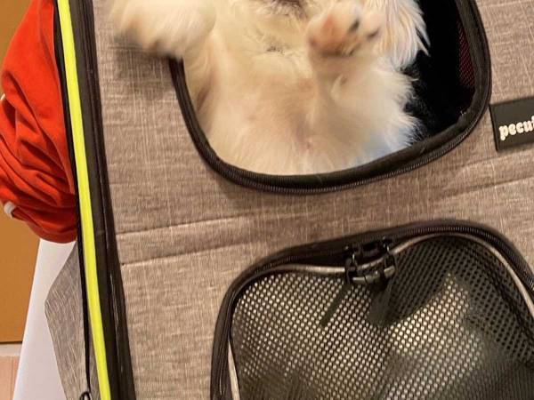 飼い主「がんばれムーチョ」　全身全霊で注射を嫌がる犬の姿がコチラです