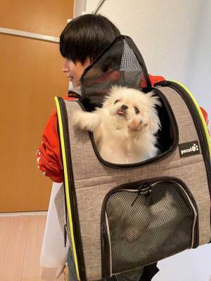 飼い主「がんばれムーチョ」　全身全霊で注射を嫌がる犬の姿がコチラです