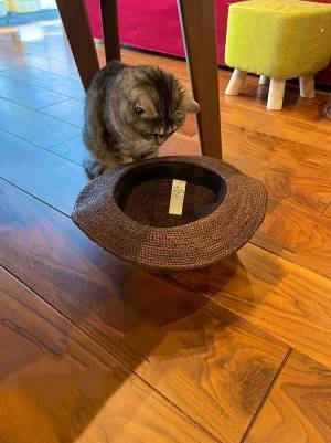 床に帽子を置いて何しているの？　その理由が分かるオチがこちらです