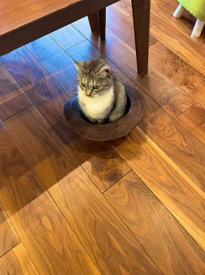 床に帽子を置いて何しているの？　その理由が分かるオチがこちらです