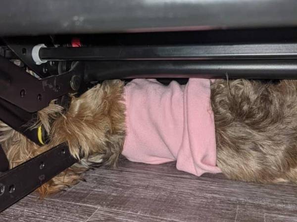 これは怖い！　家の中で小型犬が挟まってしまった『ある場所』とは？