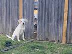 隣の家の犬の『脱獄』を手伝った子犬　犯行の瞬間に「笑いすぎてお腹が痛い」